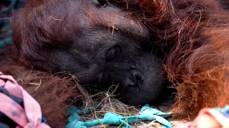 Tierschützer finden kollabierte Affen