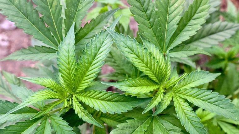Cannabis-Chaos auf Kassenkosten: Ärzte warnen vor fatalen Folgen