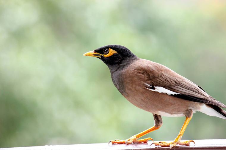 Schwarzfahrer mit Federn: Diese Vögel in Sydney pendeln täglich mit dem Zug
