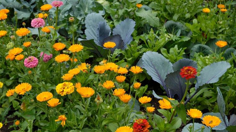 Ringelblume im Gemüsebeet: So verbessert die Blume den Boden nachhaltig