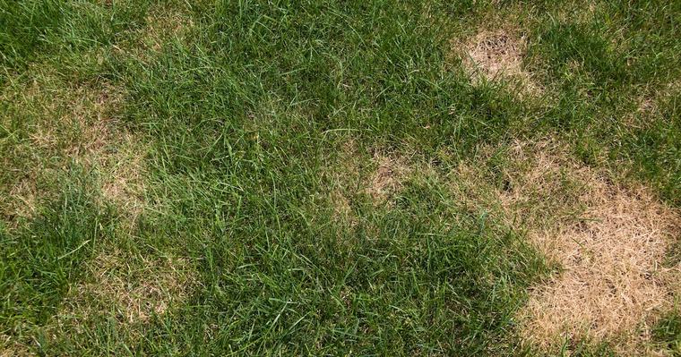 Kostet fast nix: Experte verrät, wie verbrannter Rasen nach dem Hitze-Sommer wieder grün wird