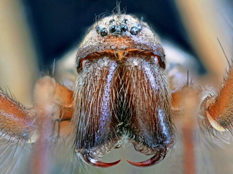 Herbst-Invasion auf acht Beinen! Warum die Hauswinkelspinne jetzt durchs Schlafzimmer krabbelt