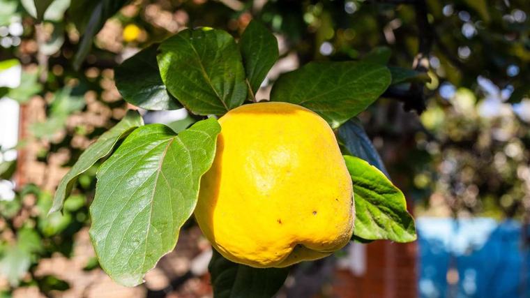 Pflegeleichte Obstbäume: Diese Arten machen am wenigsten Arbeit
