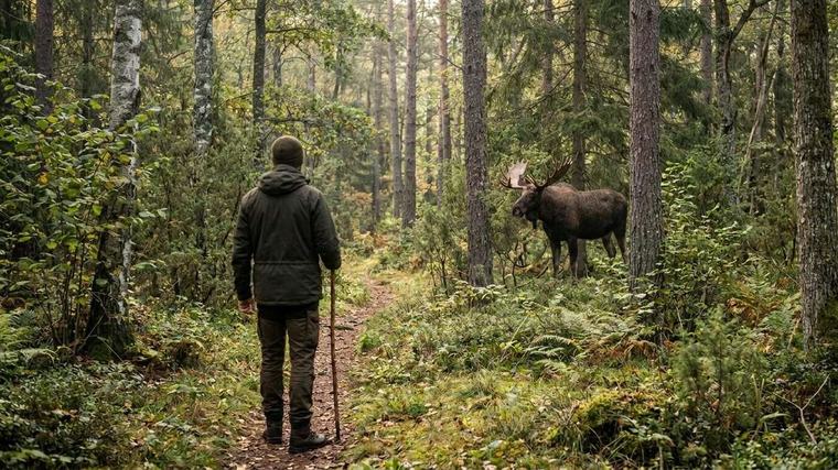 Am wahrscheinlichsten treffen Sie in diesem Bundesland einen Elch in freier Wildbahn