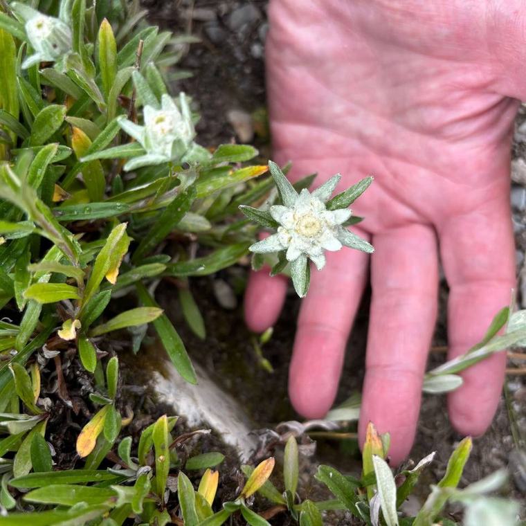 Klimawandel: An Kälte gewöhnte Arten verschwinden von Europas Berggipfeln