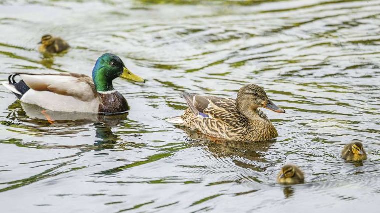 Falsch verstandene Tierliebe: Warum es keine gute Idee ist, Enten zu füttern