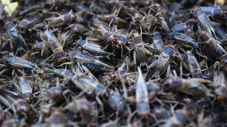 So gefährlich können Insekten in Lebensmitteln werden