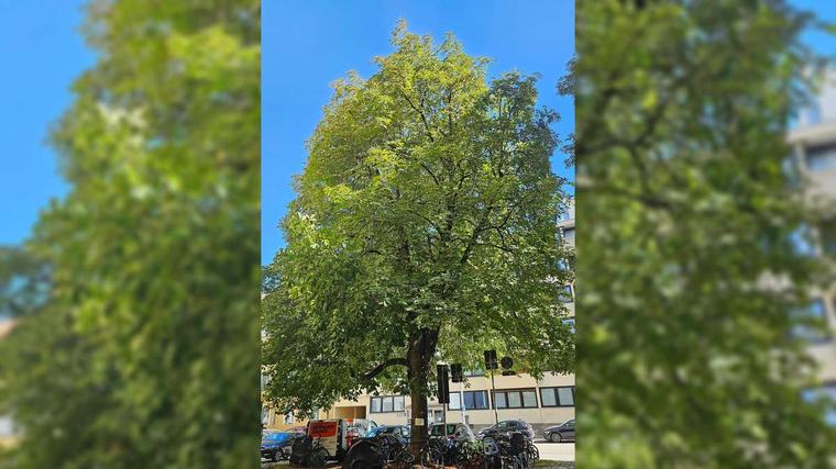 „Gemeinsam könnt ihr mich retten“: Bäume leiden unter Hitze in München – ungewöhnliche Aktion gestartet