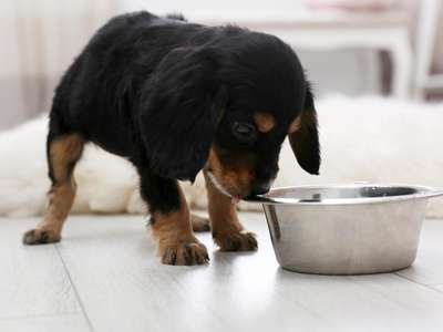 Hund trinkt zu wenig? Dieser unscheinbare Punkt ist wichtig