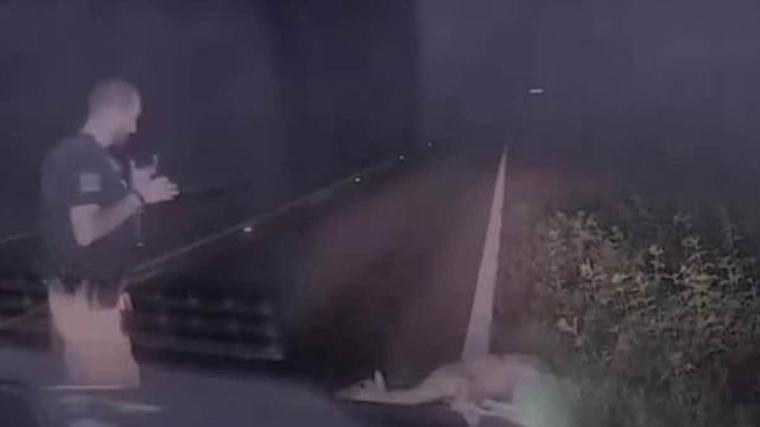 Schlafendes Reh erschreckt Polizist – Sein Schrei geht viral