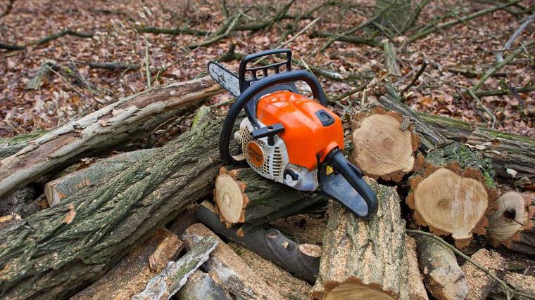 Tödlicher Arbeitsunfall in der Oberpfalz: Mann wird von Baum getroffen