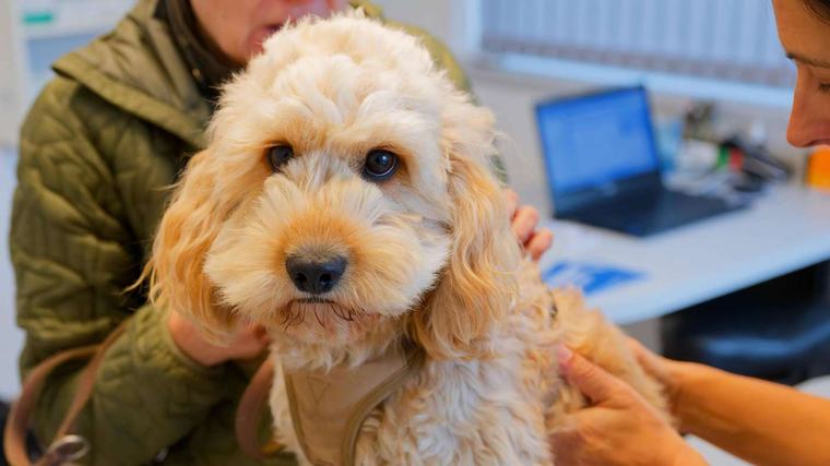 Hund zieht ein: Zehn Dinge, die Sie vorher bedenken sollten