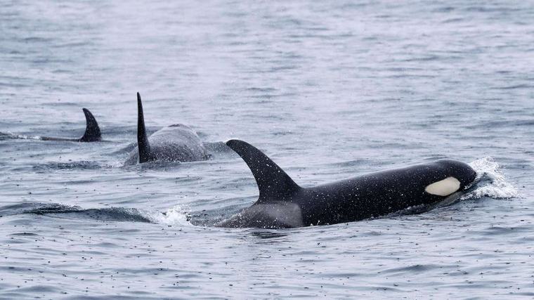 Durchlöcherte Rückenflosse: Wer hat auf Orca Toñi geschossen?
