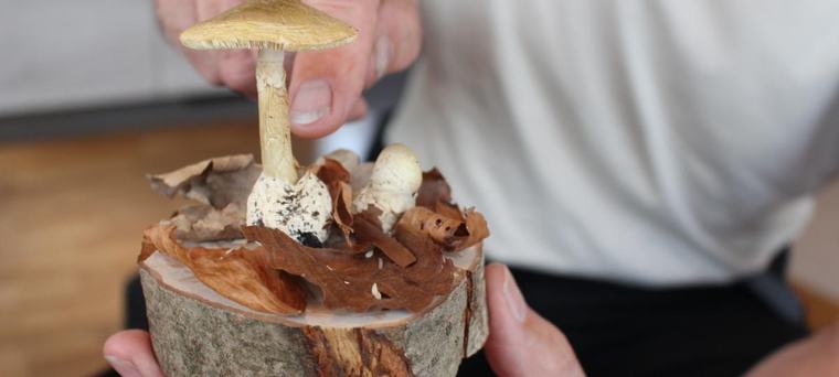 Vorsicht, Lebensgefahr: Erkennen Sie diesen Pilz?