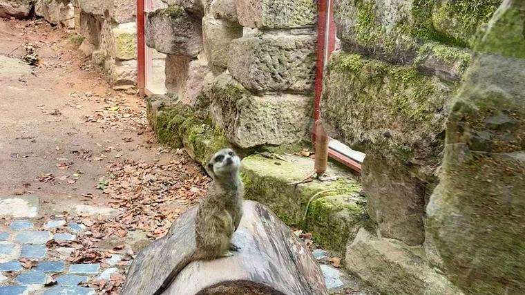 Drei Erdmännchen ziehen ein – und brauchen noch Namen