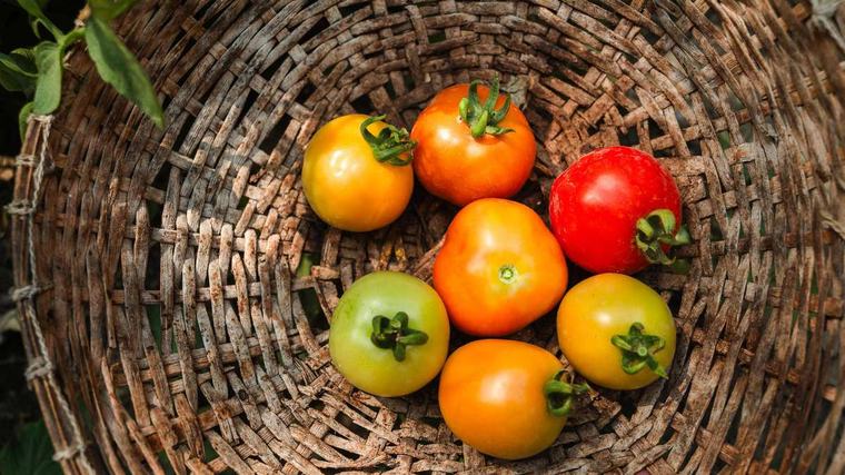 Tomaten richtig lagern: Mit diesen Tipps bleiben sie bis zu 14 Tage frisch und aromatisch