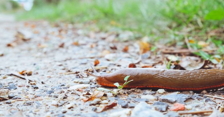 Vor allem nach Regen kommen sie massenhaft: Was gegen die Spanische Wegschnecke hilft