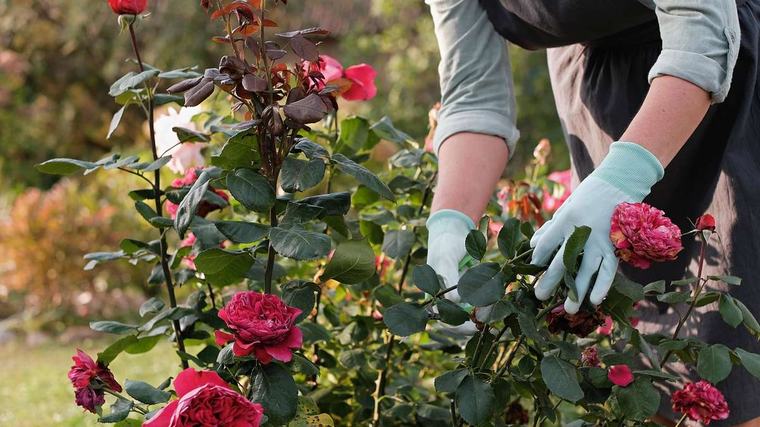 Rosenpflege im Herbst: Ein Münchner Gärtner erklärt, welchen Fehler Sie jetzt vermeiden sollten