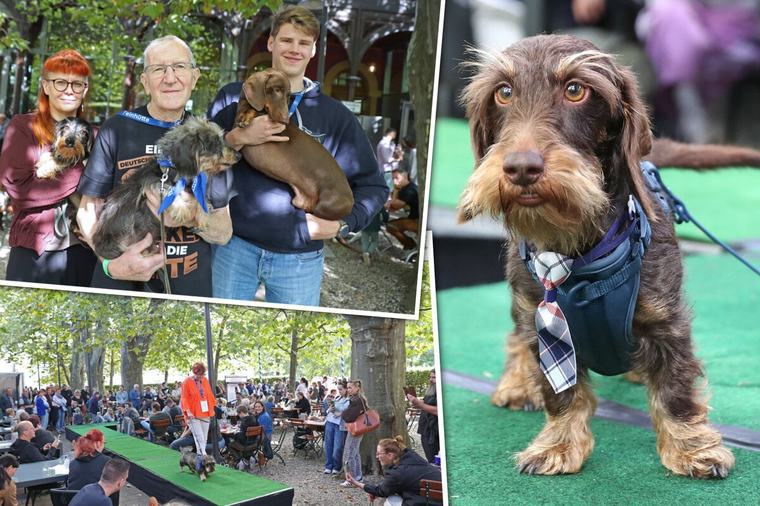 Taube Hundedame DER Publikumsliebling: Dackelparade lockt Hunderte Besucher in Biergarten