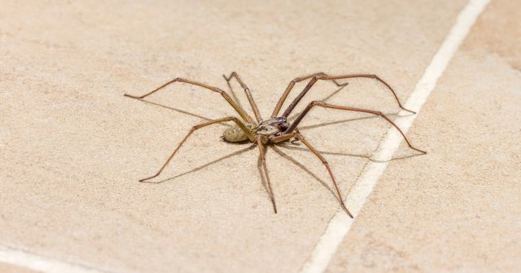 Spinnen im Haus im September: Warum sie auftauchen und wie man sie fernhält