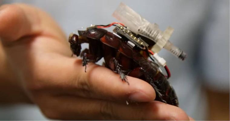Cyborg-Kakerlaken: Diese Insekten sollen künftig Menschen bei Katastrophen retten