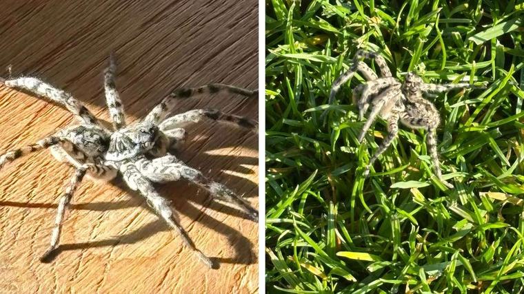 Tarantel kriecht durch Deutschlands Nachbarländer: Größte Spinne Mitteleuropas breitet sich weiter aus