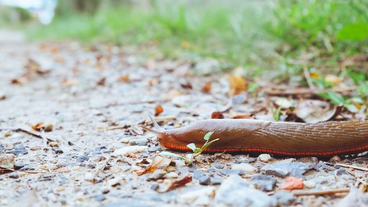 Vor allem nach Regen kommen sie massenhaft: Was gegen die Spanische Wegschnecke hilft