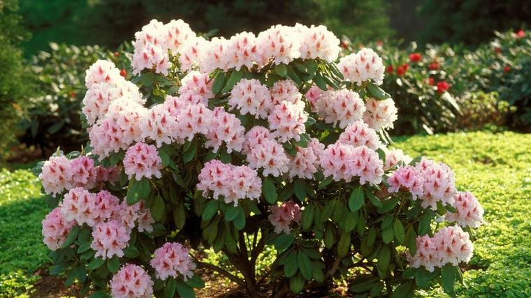 Herbst ist Pflanzzeit: Was Sie beim Rhododendron jetzt unbedingt beachten müssen