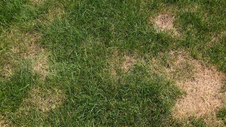 Kostet fast nix: Experte verrät, wie verbrannter Rasen nach dem Hitze-Sommer wieder grün wird