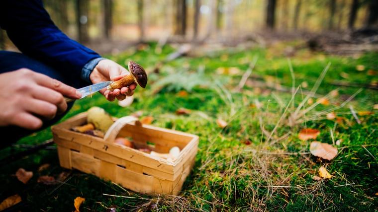 Trotz Hitzesommer: Mario entdeckt im Wald 1,5-Kilo-Steinpilz mit 30 Zentimeter Durchmesser
