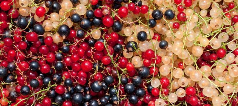 Vitamine in Johannisbeeren: Sind rote, weiße oder schwarze gesünder?