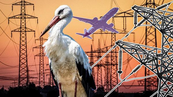 Störche verursachten Stromausfall am Flughafen Paderborn/Lippstadt